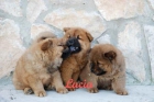 Estupendos precios en cachorros Chow-chow - mejor precio | unprecio.es