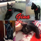 GINA. en busca del hogar de sus sueños. - mejor precio | unprecio.es