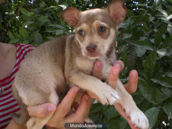 Shila, cachorrita mini en adopción.