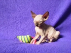 SPHYNX O GATO SIN PELO - mejor precio | unprecio.es