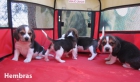 Beagles camada con machos y hembras disponibles - mejor precio | unprecio.es