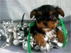 Cachorritos de Yorkshire terrier toy muy bonitos - mejor precio | unprecio.es