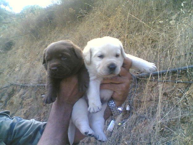 cachorros LABRADOR RETRIEVER con PEDIGREE