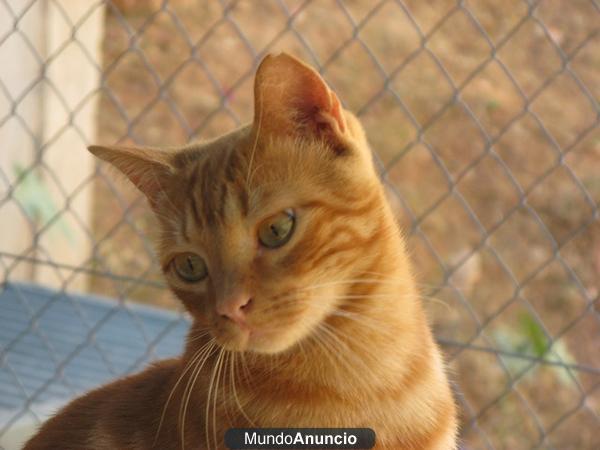 Gatos buscan hogar