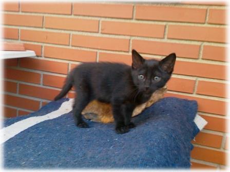 Negrito panterita de 11 meses que nadie quiere por su color