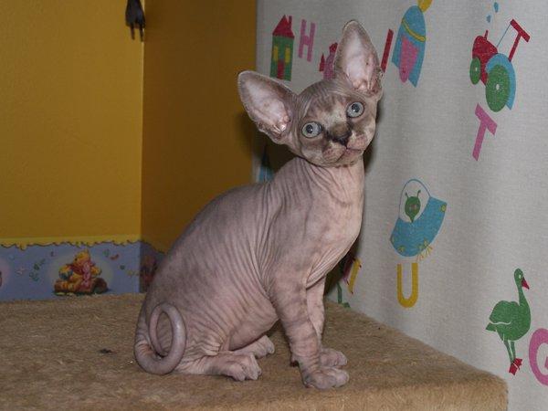se venden cachorros GATO SPHYNX