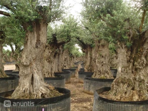 Stock de olivos de Cultius Calafell