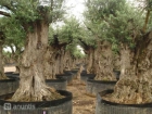 Stock de olivos de Cultius Calafell - mejor precio | unprecio.es