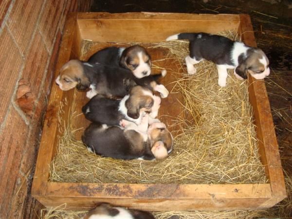 Vendo Beagles