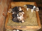 Vendo Beagles - mejor precio | unprecio.es