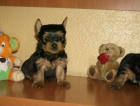 Yorksihire terrier - mejor precio | unprecio.es