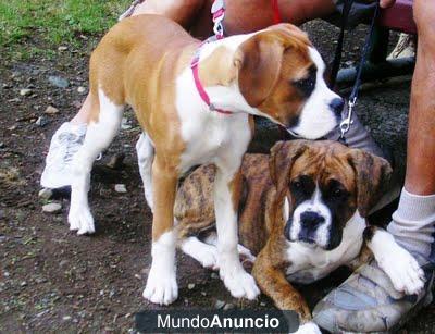 100 por ciento puros cachorros de raza boxer para sus hijos.