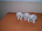 bichon maltes de capricho 350€ perigri toy - mejor precio | unprecio.es