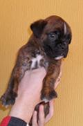 Boxer cachorro macho