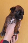 Boxer cachorro macho - mejor precio | unprecio.es