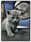 British Shorthair Blue - mejor precio | unprecio.es