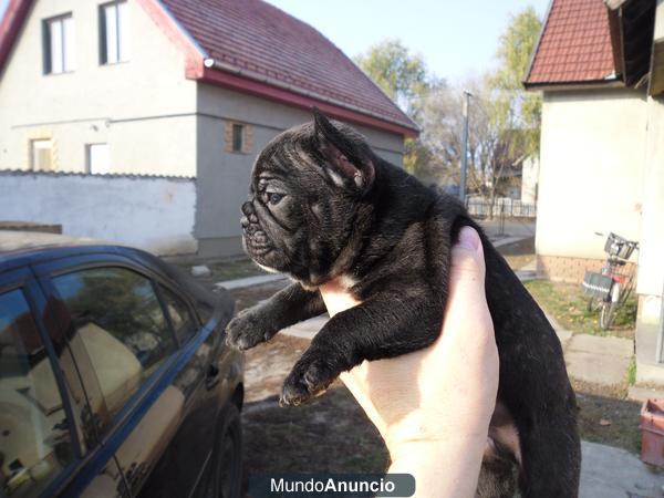 Bulldog Franceses preciosos cachorros con pedigre