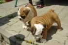 bulldog ingles. Con pedigree - mejor precio | unprecio.es