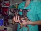 CACHORROS DE PINCHER MINI, EXCELENTES 530 EUROS - mejor precio | unprecio.es