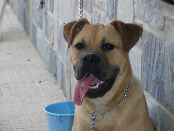 Cambio bullmastiff