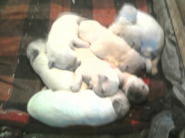 Excelentes Golden Retriever entrega en un mes