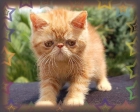 Preciosos Gatitos Exóticos de compañia.Como Garfield! - mejor precio | unprecio.es
