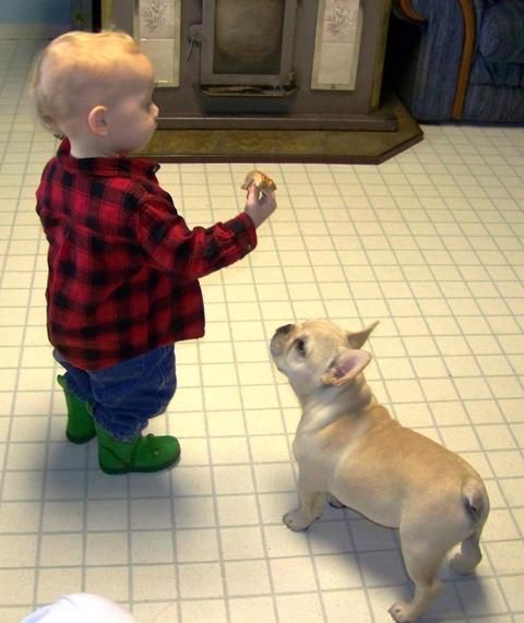 Todos nuestros cachorros son criados en un entorno familiar y libres de enfermedades y parásitos.