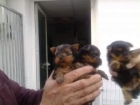YORKSHIRE TOY CON PEDIGREE 590 EUROS - mejor precio | unprecio.es