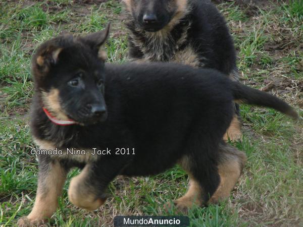 Cachorros de Pastor Alemán