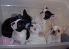 Preciosos Camada de bulldog francés - mejor precio | unprecio.es