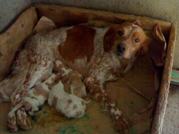 BRETONES,CACHORROS