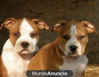 cachorros de american stanfford con pedigree;240 euros.