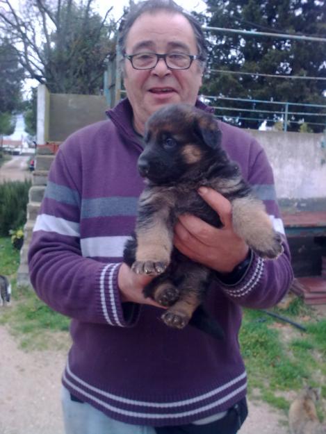 cachorros de pastor aleman