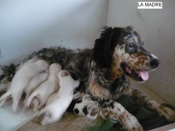CACHORROS DE SETTER INGLES CON PEDIGREE