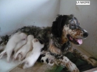 CACHORROS DE SETTER INGLES CON PEDIGREE - mejor precio | unprecio.es