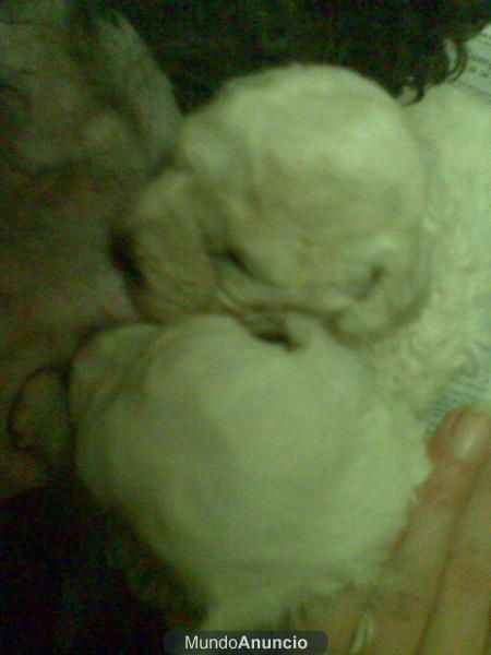 Caniches enano blanco y toy hembra roja documentacion en mano