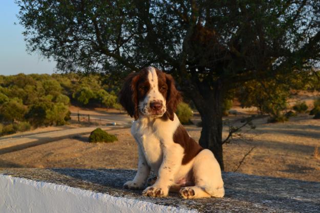 English springer spaniel