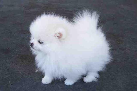 Lulu de pomerania mini para montas