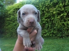 PRECIOSOS CACHORROS DE WEIMARANER - mejor precio | unprecio.es