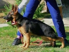 Pastor alemán cachorro hembra 6 meses PRECIO CASION Málaga - mejor precio | unprecio.es