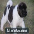 REGALO DE PEDIGREE MALTÉS MASCULINO - mejor precio | unprecio.es