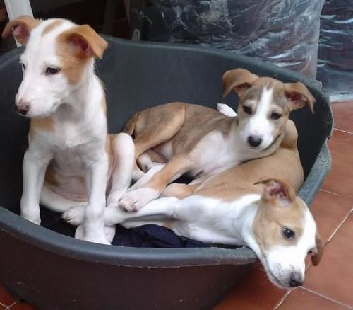 --- CACHORRITOS EN ADOPCION -