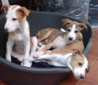 --- CACHORRITOS EN ADOPCION - - mejor precio | unprecio.es