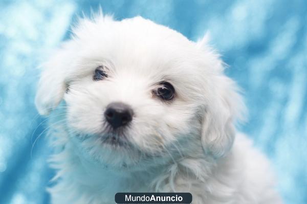 BICHONES MALTESES GARANTIA AQUANATURA- perros, cachorros, criadero, venta.