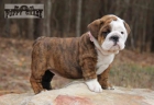 Macho Y Hembra Cachorros Bulldog Ingles - mejor precio | unprecio.es