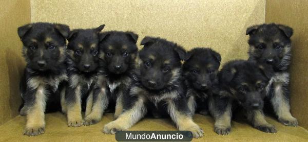 PASTOR ALEMAN  180€