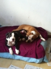 se vende excelente ejemplar de american pitbull terrier con pedigree - mejor precio | unprecio.es
