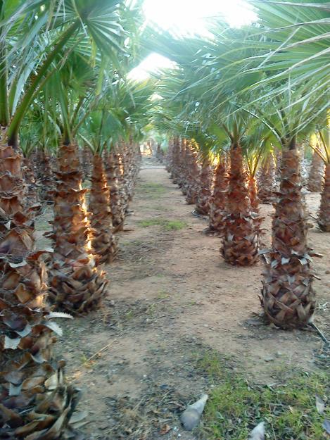 Venda de palmeras cocoteras y washingtonia