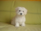 Vendo bichon masltes con sus 3 vacunas y microchip - mejor precio | unprecio.es