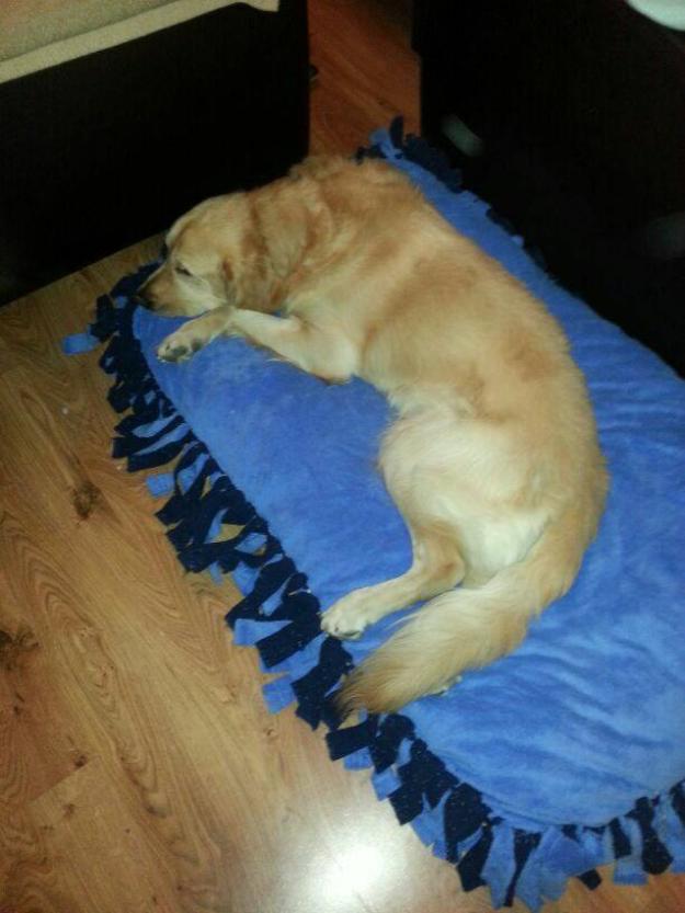 Venta de confortables camas para perros